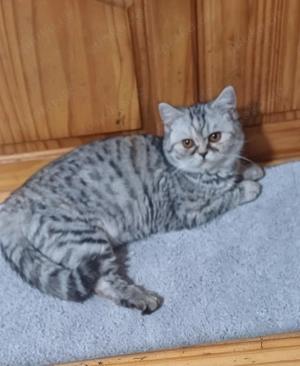 BKH-Kätzchen in silver