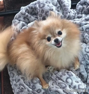 pomeranian Hündin