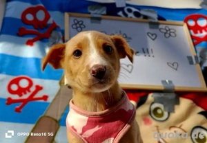 Kleine BAILA    ein tapferes Herz auf vier Pfoten