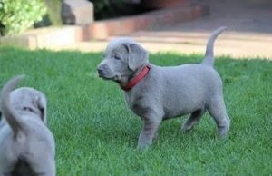 Silber Labrador Welpen mit Papieren