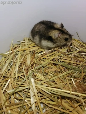 Hamster Zwerghamster 