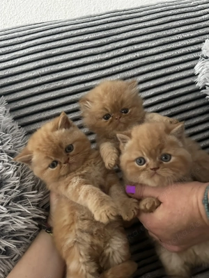 2 Britische Kätzchen zu verkaufen Jungs 