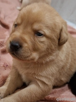 süße Labrador Welpen