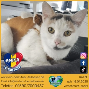Anika - ein kleines Katzenmädchen auf der Suche nach ihrem Happy End