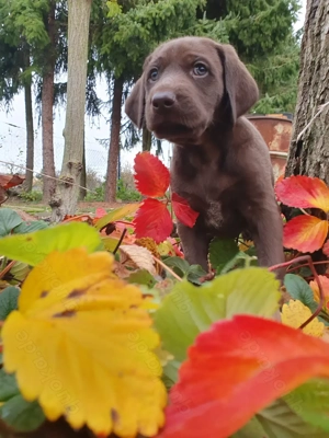 Weimaraner    Deutsch Kurzhaar Welpe 
