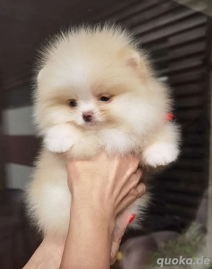 Reinrassige kleine Pomeranian Zwergspitz Und französische Bulldoggen welpen Welpen