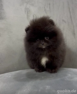 500gr!!!! Pomeranian Boo mit Teddy Gesicht !!! 