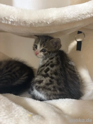    zwei süße  kleine kätzchen   