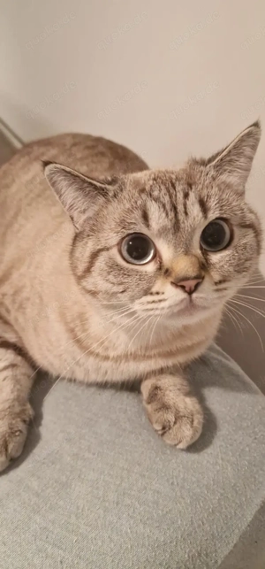 Grau, blau augen BKH katze 1j 4m