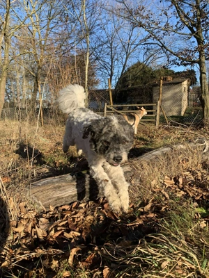 Pepe Plüschkanone sucht sein Zuhause bei lieben Menschen Bild 8