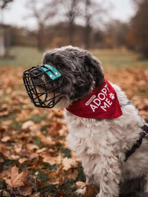 Pepe Plüschkanone sucht sein Zuhause bei lieben Menschen Bild 3