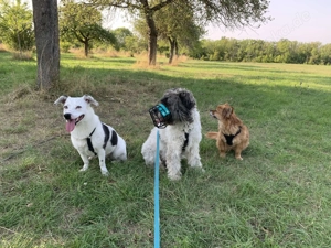 Pepe Plüschkanone sucht sein Zuhause bei lieben Menschen Bild 5