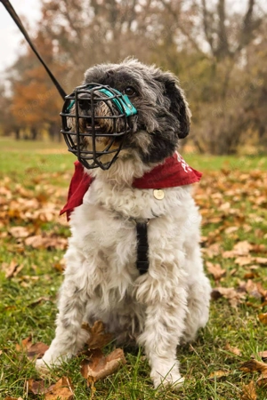 Pepe Plüschkanone sucht sein Zuhause bei lieben Menschen Bild 4