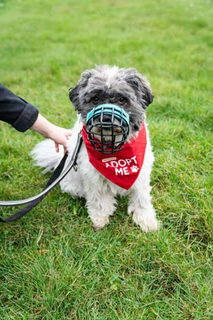 Pepe Plüschkanone sucht sein Zuhause bei lieben Menschen Bild 6