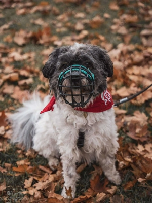 Pepe Plüschkanone sucht sein Zuhause bei lieben Menschen Bild 7