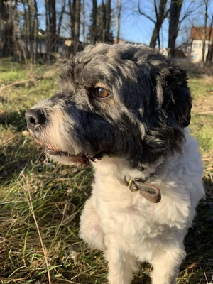 Pepe Plüschkanone sucht sein Zuhause bei lieben Menschen Bild 9