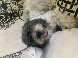 Pepe Plüschkanone sucht sein Zuhause bei lieben Menschen Bild 10