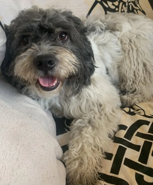 Pepe Plüschkanone sucht sein Zuhause bei lieben Menschen Bild 11