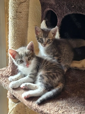 Sam & Dean suchen ein Liebevolles Zuhause