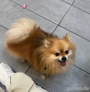 Zwergspitz Deckrüde   4,5 Jahre   250   pro Deckakt