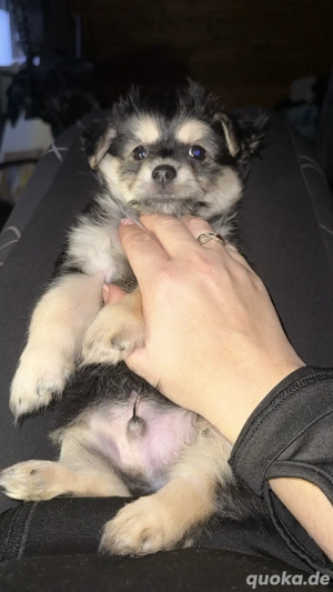 Süßer Chihuahua-Dackel-Havanera-Spitz-Mix Welpe sucht ein liebevolles Zuhause