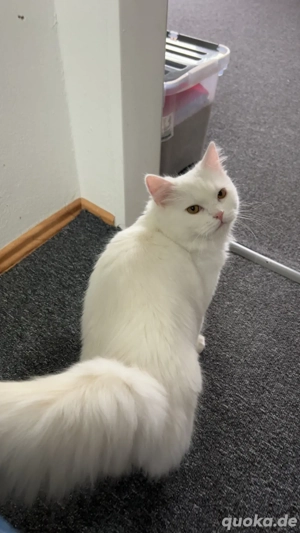 Weißer Perser (Doll Face)   7 Monate alt, zahm und sehr lieb Bild 8