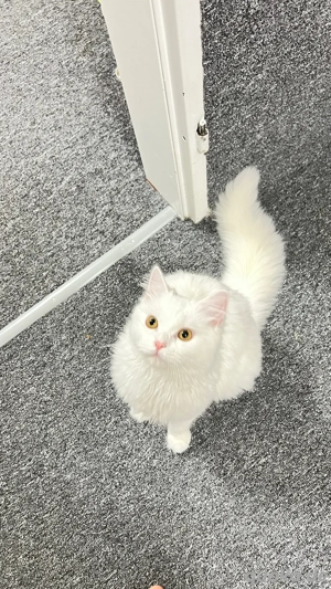 Weißer Perser (Doll Face)   7 Monate alt, zahm und sehr lieb Bild 10