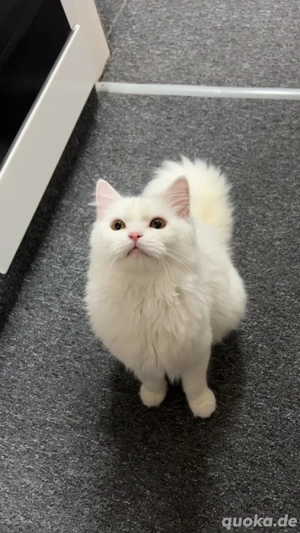 Weißer Perser (Doll Face)   7 Monate alt, zahm und sehr lieb