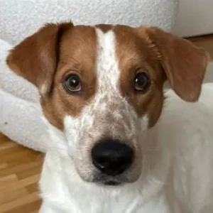 Benschi, geb. ca. 01 2025, lebt auf einer Pflegestelle in 60528 Frankfurt