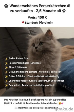 Wunderschönes Perserkätzchen zu verkaufen   2,5 Monate alt   