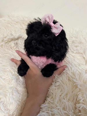 Teacup Pudel Toy Hündin 