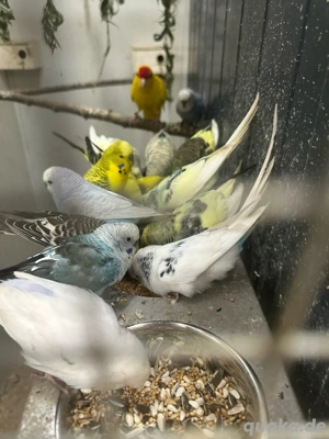 7 x 0,1 Wellensittiche Bild 2