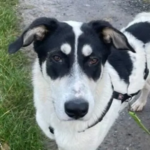 Aury, geb. ca. 12 2024, lebt auf einer Pflegestelle in 33142 Büren-Wewelsburg