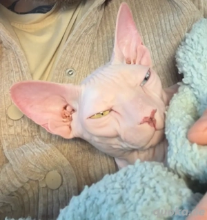 Wunderschöne Don Sphynx, 1 Jahr, weiße Odd-Eye