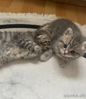 Süße Kitten suchen ein liebevolles Zuhause 