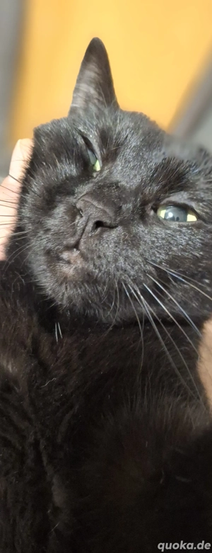 Kätzin 2 jahre alt