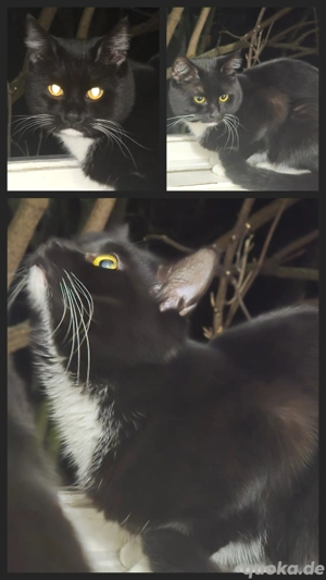  süß     Kater sucht neues zuhause