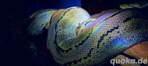 Netzpython ( Nz'22 0.1) 