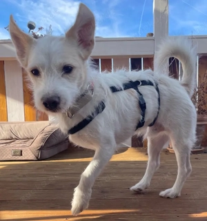 Frex, geb. ca. 07 2022, lebt auf einer Pflegestelle in 79650 Schopfheim