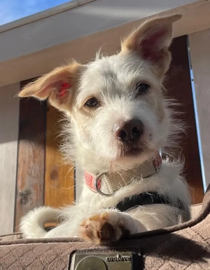 Frex, geb. ca. 07 2022, lebt auf einer Pflegestelle in 79650 Schopfheim Bild 9