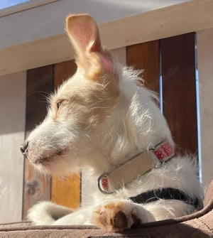 Frex, geb. ca. 07 2022, lebt auf einer Pflegestelle in 79650 Schopfheim Bild 10