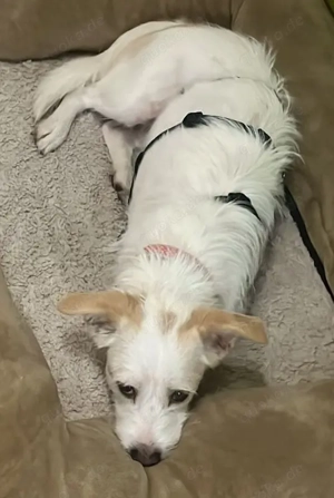 Frex, geb. ca. 07 2022, lebt auf einer Pflegestelle in 79650 Schopfheim Bild 2