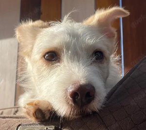 Frex, geb. ca. 07 2022, lebt auf einer Pflegestelle in 79650 Schopfheim Bild 4