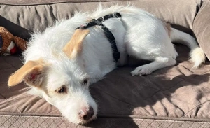 Frex, geb. ca. 07 2022, lebt auf einer Pflegestelle in 79650 Schopfheim Bild 3