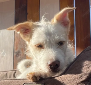 Frex, geb. ca. 07 2022, lebt auf einer Pflegestelle in 79650 Schopfheim Bild 7