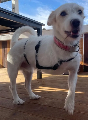 Frex, geb. ca. 07 2022, lebt auf einer Pflegestelle in 79650 Schopfheim Bild 8