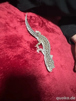 Leopadgecko 1.0