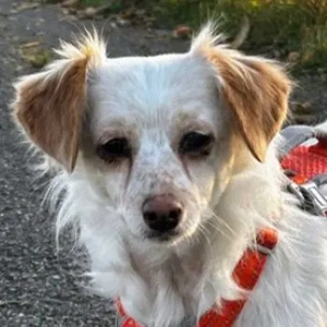 Rebell, geb. ca. 03 2023, lebt auf einer Pflegestelle in 79576 Weil am Rhein