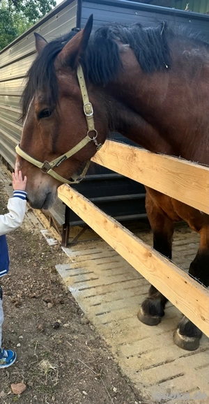-beisteller-süddeutscher kaltblutwallach 