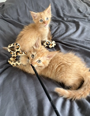  Typvolle, reinrassige Maine Coon Babys m und w